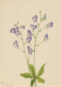 Nyugati szerzetesi kor Aconitum columbianum, 1933 alkotó: Mary Vaux Walcott