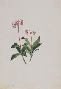 Nyugati pipsissewa (Chimaphila umbellata) alkotó: Mary Vaux Walcott