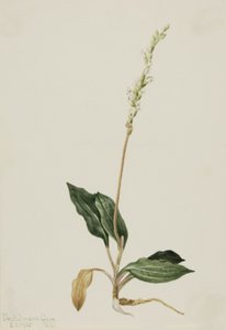 Nyugati csörgőkígyó útifű Peranium decipiens, 1905. alkotó: Mary Vaux Walcott
