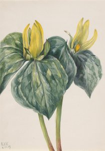 Whippoorwill Virág (Trillium hugeri) alkotó: Mary Vaux Walcott