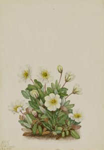 Fehér Dryad (Dryas octopetala)