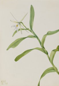 Fehér Epidendrum (Epidendrum nocturnum) alkotó: Mary Vaux Walcott