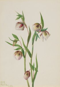 Fehér Tündérlámpás (Calochortus albus) alkotó: Mary Vaux Walcott