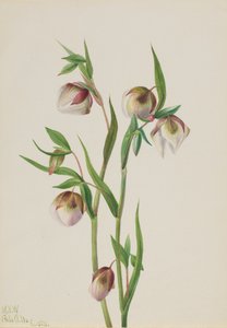 Fehér Tündérlámpás, Calohortus albus, 1933. alkotó: Mary Vaux Walcott
