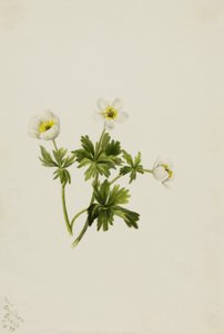 Fehér gömbvirág (Trollius albiflorus) alkotó: Mary Vaux Walcott