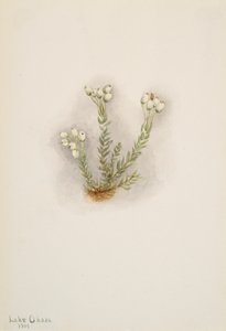 Fehér Heather Phyllodoce grandiflora, 1901. alkotó: Mary Vaux Walcott