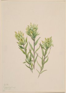 Fehér indián ecset (Castilleja occidentalis)