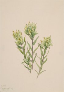 Fehér indiai ecset Castilleja occidentalis, 1920. alkotó: Mary Vaux Walcott