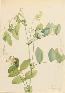 Fehér borsó (Lathyrus ochroleucus) alkotó: Mary Vaux Walcott