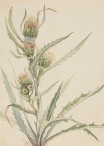 Fehér bogáncs Cirsium hookeranum, n.d. alkotó: Mary Vaux Walcott