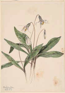 Fehér trutyi (Erythronium albidum)