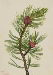 Fehérbárka fenyő (Pinus albicaulis) alkotó: Mary Vaux Walcott