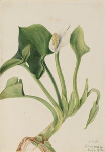 Vad kála (Calla palustris) alkotó: Mary Vaux Walcott