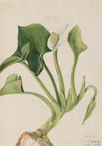 Vadon élő Calla Calla palustris, 1919. alkotó: Mary Vaux Walcott