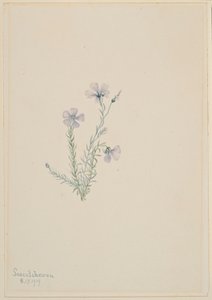 Vad len (Linum lewisii) alkotó: Mary Vaux Walcott
