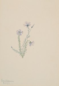 Linum lewisii vadlen, 1919 alkotó: Mary Vaux Walcott