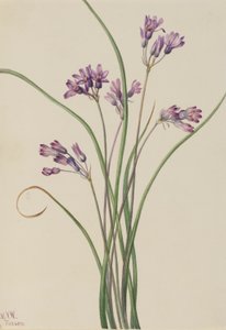 Vad jácint (Brodiaea pulchella) alkotó: Mary Vaux Walcott