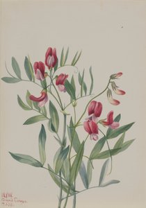 Vadborsó Lathyrus decaphyllus, 1938.