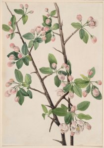 Vadon élő édes rák (Malus coronaria) alkotó: Mary Vaux Walcott