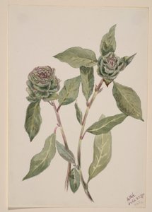 Fűzfa (Salix) alkotó: Mary Vaux Walcott