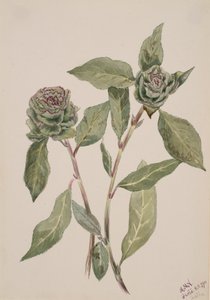 Willow Salix, 1900. alkotó: Mary Vaux Walcott