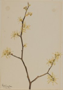 Boszorkánymogyoró (Hamamelis virginiana) alkotó: Mary Vaux Walcott