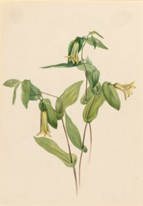 Erdei vadalma (Uvularia perfoliata) alkotó: Mary Vaux Walcott