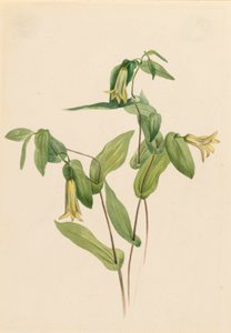 Wood Merrybells Uvularia perfoliata, n.d.