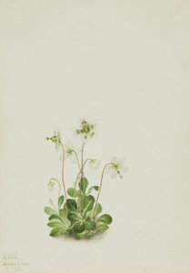 Erdei nimfa (Moneses uniflora) alkotó: Mary Vaux Walcott