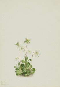 Wood Nymph Moneses uniflora, 1925. alkotó: Mary Vaux Walcott
