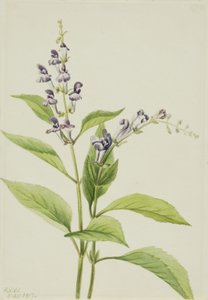 Fa koponyasapka Scutellaria serrata, 1917. alkotó: Mary Vaux Walcott