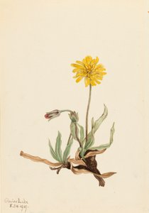 Agoseris Agoseris villosa Woolly, 1919 alkotó: Mary Vaux Walcott