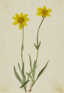 Gyapjas árnika (Arnica tomentosa)