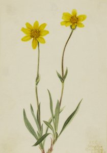 Gyapjas árnika Arnica tomentosa, 1920. alkotó: Mary Vaux Walcott