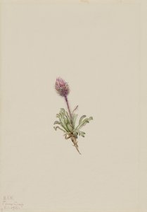 Gyapjas bolhaparéj (Erigeron lanatus)