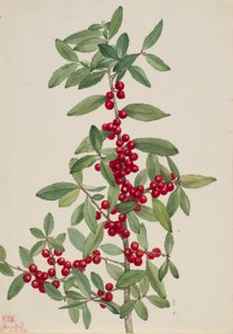 Yaupon (Ilex vomitoria) alkotó: Mary Vaux Walcott