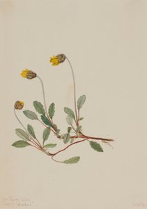 Sárga Dryád (Dryas drummondii) alkotó: Mary Vaux Walcott