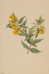 Sárga Jessamine Gelsemium sempervirens, 1905. alkotó: Mary Vaux Walcott
