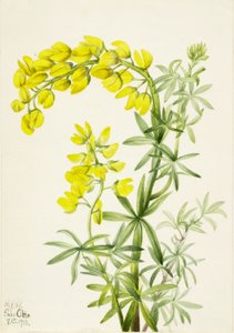 Sárga csillagfürt (Lupinis arboreus) alkotó: Mary Vaux Walcott