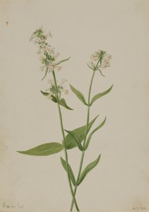 Sárga Pentstemon (Pentstemon confertus) alkotó: Mary Vaux Walcott