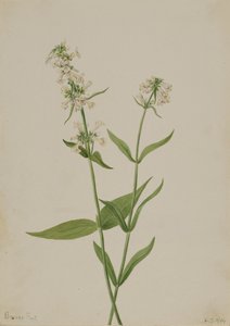 Sárga Penstemon Penstemon confertus, 1904. alkotó: Mary Vaux Walcott