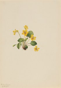 Sárga ibolya Viola orbiculata, 1916. alkotó: Mary Vaux Walcott