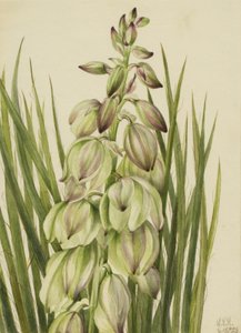 yucca yucca rakott egyet, 1928. alkotó: Mary Vaux Walcott