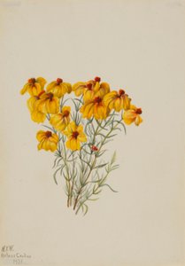 Zinnia (Zinnia grandiflora) alkotó: Mary Vaux Walcott