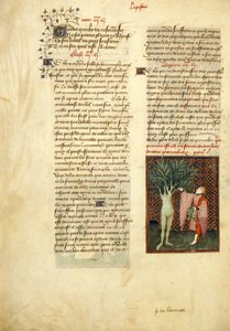 Harley 4431 , f.134v Apollo and Daphne, a "Christine de Pisan összegyűjtött műveiből"