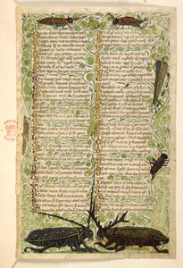 Hozzáadás. 28841, f.2: Szarvas bogarak, tücskök és egy lokusz.  Értekezés az erényekről és gonoszságokról, valamint Szicília névtelen prózatörténete (töredék)  Cocharelli