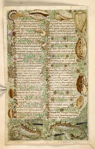 Hozzáadás. 28841, f.3v: Tengeri lovak, csigák és kagylók, az erényekről és bűnökről szóló traktátusból, valamint Szicília névtelen prózatörténetéből (töredék), 1330-40 körül (vellum)