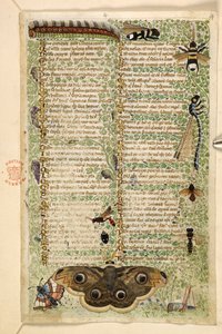 Hozzáadás. 28841, f.4: Darazsak, lepkék, szitakötők és egy hernyó, az erényekről és gonoszságokról szóló traktátusból, valamint Szicília névtelen prózatörténetéből (töredék), 1330-40 körül (vellum)