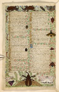 Hozzáadás. 28841, f.4v: Lepkék és szarvas bogarak, az erényekről és gonoszságokról szóló traktátusból, valamint Szicília névtelen prózatörténetéből (töredék), 1330-40 körül (vellum)