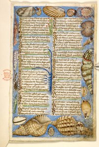 Hozzáadás. 28841, f.5: Kagylók és tengeri lények, az erényekről és gonoszságokról szóló traktátusból, valamint Szicília névtelen prózatörténetéből (töredék), 1330-40 körül (vellum)